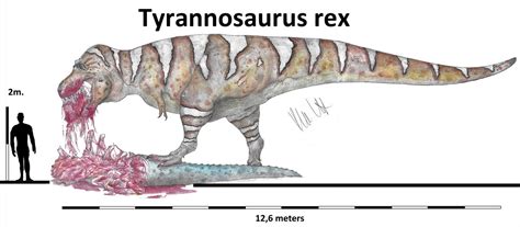 size comparisons on Tyrannosaurids - DeviantArt