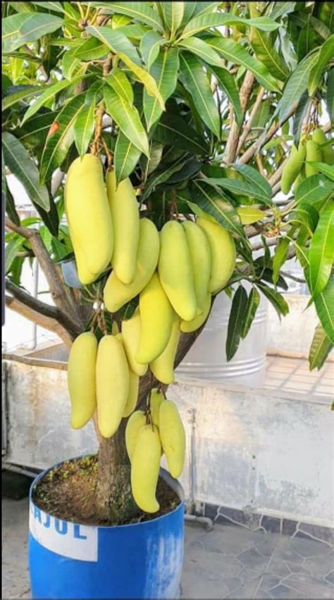 How To Graft Mango Tree Hotsell