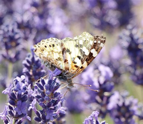 Fria Bild Blomma Fj Ril Flora Insekt Natur Sommar