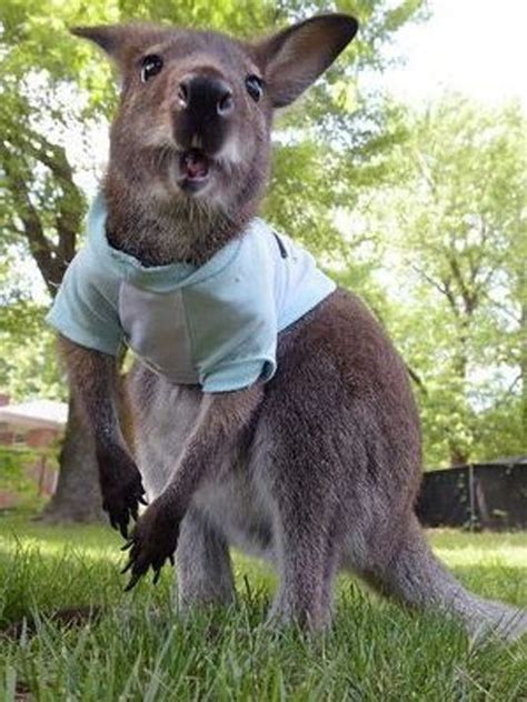 Missing Instagram Star Jack The Wallaby Is Found In Brentwood