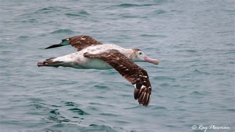 albatrosses petrels  shearwaters ray plowman