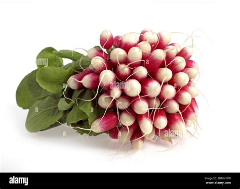 Pink Radish Raphanus Sativus Against White Background Stock Photo Alamy