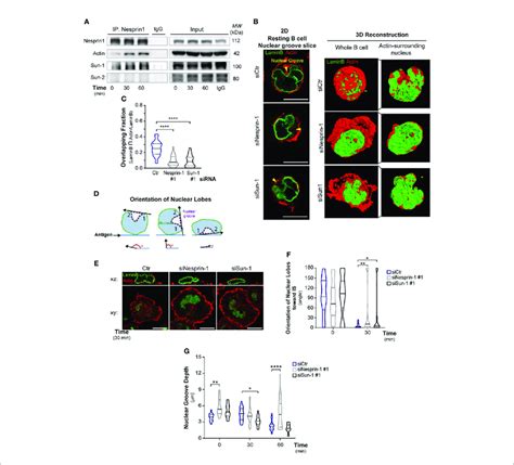 Nesprin And Sun Regulate Nuclear Shape During B Cell Activation