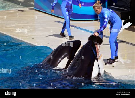 Orca with their trainers at Sea World in San Diego Stock Photo - Alamy