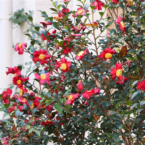 Yuletide Camellias for Sale | BrighterBlooms.com