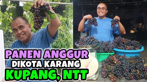 Wow Panen Anggur Hasil Melimpah Di Kota Kupang Ntt Youtube