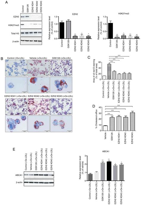 Pharmacological Inhibition Of Ezh2 By Gsk126 Decreases Atherosclerosis