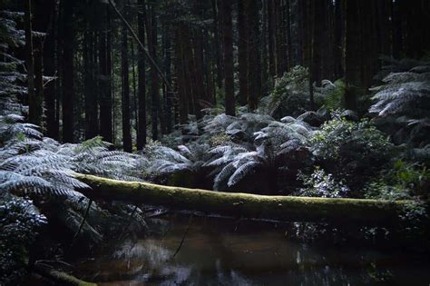 Top Tips for Exploring the Great Otway National Park | Great Ocean Road ...