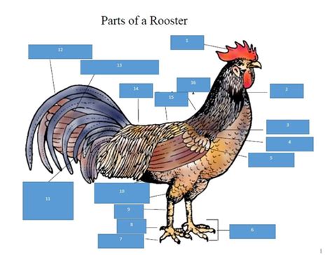 Lesson External Anatomy Of The Chicken Reviewer Flashcards Quizlet