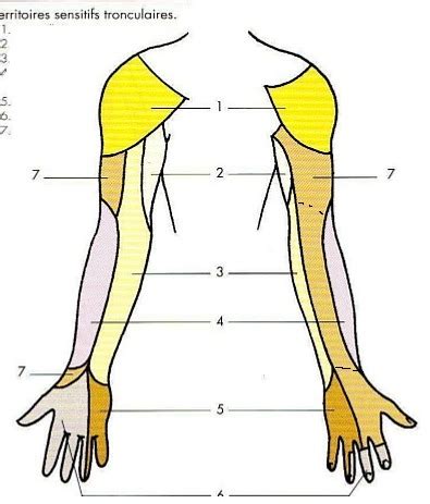 Territoires Sensitifs Des Nerfs Membre Sup Diagram Quizlet