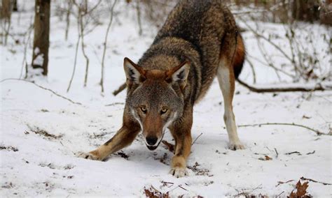 The Endangered Red Wolves In Arkansas Nature Blog Network