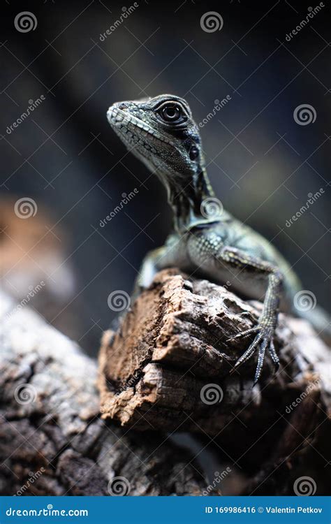 Green Lizard Long Tail Standing on a Piece of Wood Dof Sharp Focus ...