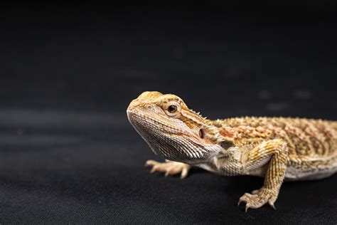 Lizard Bearded Dragon Reptile Free Photo On Pixabay Pixabay