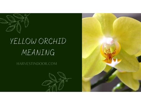 Yellow Orchid Meaning - Harvest Indoor