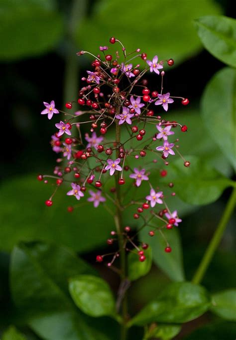 Talinum paniculatum - Alchetron, The Free Social Encyclopedia