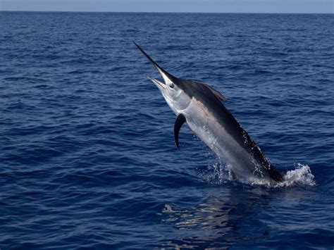 Pesca Illegale Maxi Sequestro Di Tonno Rosso E Pesce Spada In Sicilia