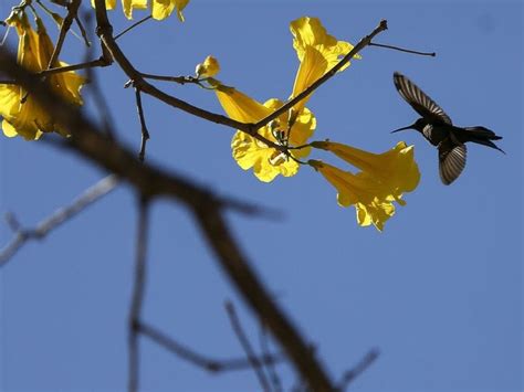 Primavera Come A E D In Cio Ao Plantio Das Principais Culturas De Ver O