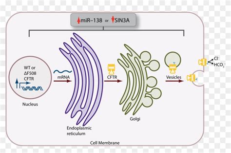 D Fg13rp Mccray F3 Cystic Fibrosis Protein Synthesis Hd Png Download