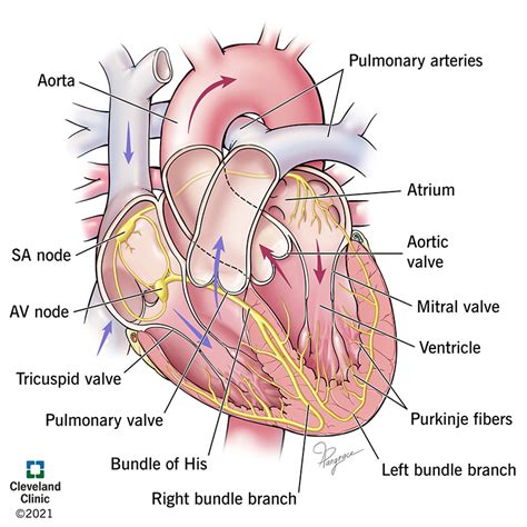 Function of the Heart's Electrical System