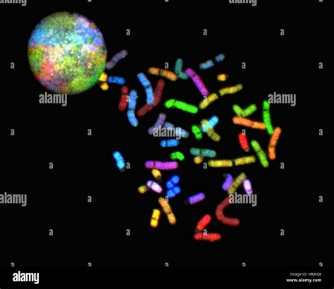 Normale Chromosomen Fotos Und Bildmaterial In Hoher Aufl Sung Alamy