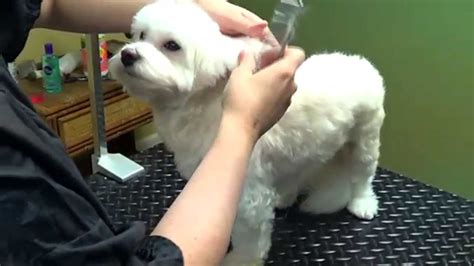 Maltese Puppy Haircut Pictures - what hairstyle is best for me