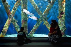 Aquarium Exhibits — Texas Parks & Wildlife Department