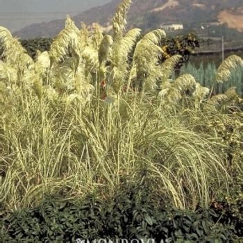 Cortaderia Selloana Rosea Pampas Grass Garden Center Marketing