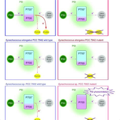 Pdf Oxidation Of P700 Ensures Robust Photosynthesis