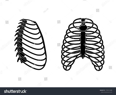 Rib Cage Anatomy Labeled Vector Illustration Diagram Stock Vector Rib