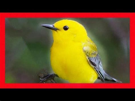 The Enchanting Song of the Prothonotary Warbler - Save The Eagles