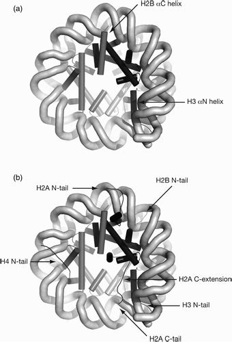 Full Article Principles And Practice Of Nucleosome Positioning In Vitro