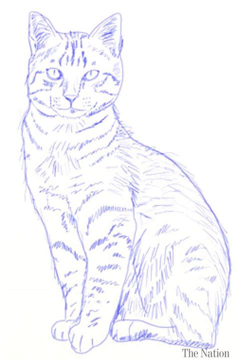 Cat Outline Drawing at PaintingValley.com | Explore collection of Cat ...