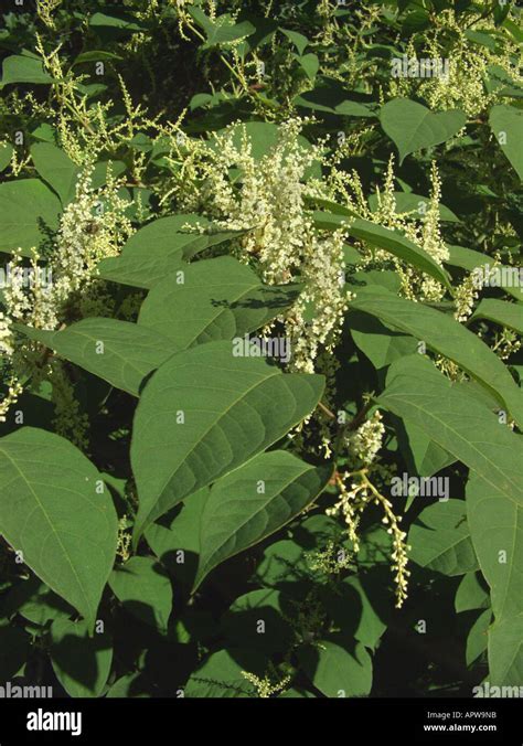 Japanese Knotweed Fallopia Japonica Reynoutria Japonica Blooming