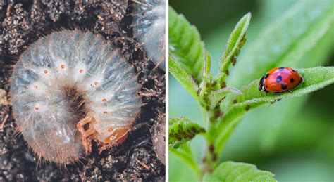 Insectes D Couvrez Lesquels Sont Nuisibles Ou Utiles Au Jardin