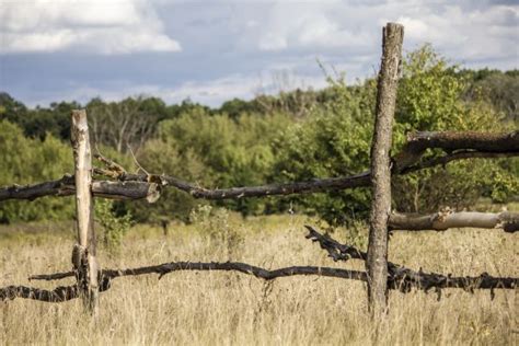 Free Images Tree Marsh Bird Fence Barbed Wire Field Meadow