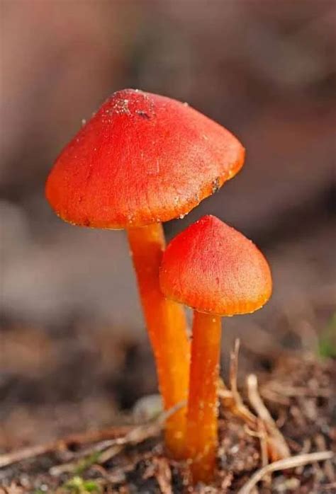 Red Mushroom Identification Guide