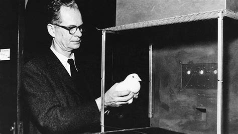 B F Skinner Pigeons