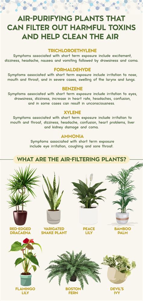 Air Purifying Plants in 2024 | Air purifying plants, Best air purifying plants, Plants