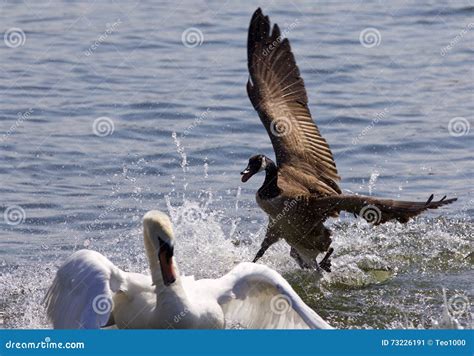 Amazing Photo Of The Canada Goose Chasing The Swan Stock Image Image