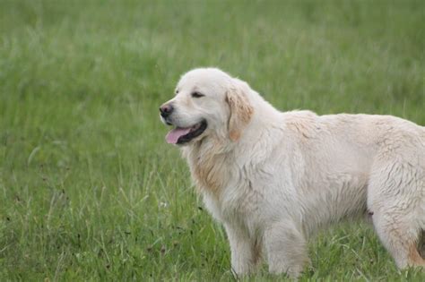 Chien Golden Retriever Sanka des Légendaires Nahauri