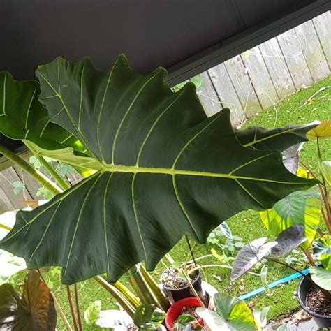 Alocasia Zebrina Sarian Sarian Elephant Ear In GardenTags Plant