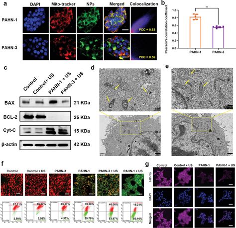 A The Colocalization Of Mitochondria And Nps In 4t1 Cells After