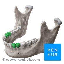 Premolar teeth: Anatomy and function | Kenhub