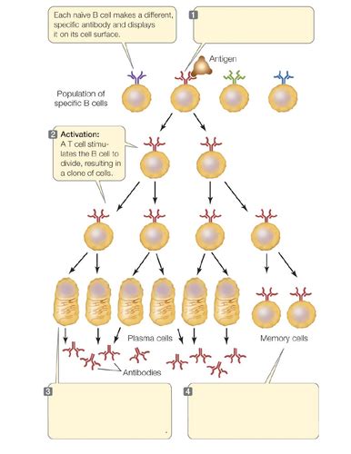 L4 Humoral Immunity Aqa A Level Biology Teaching Resources