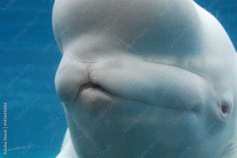 Fantastic Up Close Look at a Beluga Whale Underwater Stock Photo | Adobe Stock