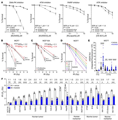 NU5455 Is An Effective Radiosensitizer In Vitro A Clonogenic