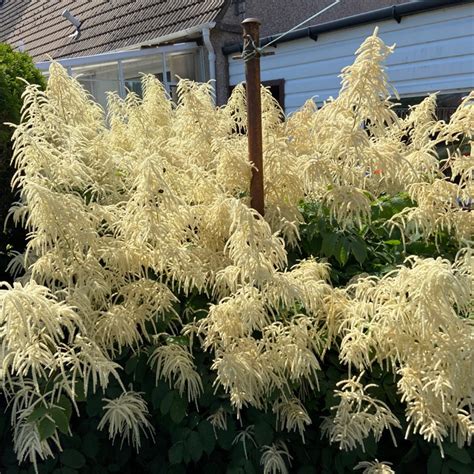 Aruncus Dioicus Goat S Beard Uploaded By Burgessa