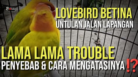 Lovebird Betina Untulan Jalan Lapangan Jadi Trouble Caranya Youtube