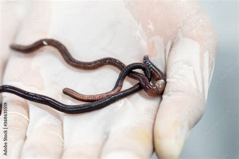 Sample study earthworm in laboratory. Stock Photo | Adobe Stock