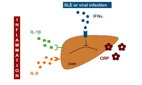 Schematic Illustration Of The Il Il Induced C Reactive Protein